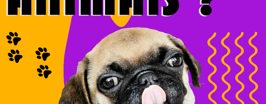 A LEI DO SILÊNCIO VALE PARA OS  ANIMAIS DE ESTIMAÇÃO? A LEI DO SILÊNCIO VALE PARA OS  ANIMAIS DE ESTIMAÇÃO?